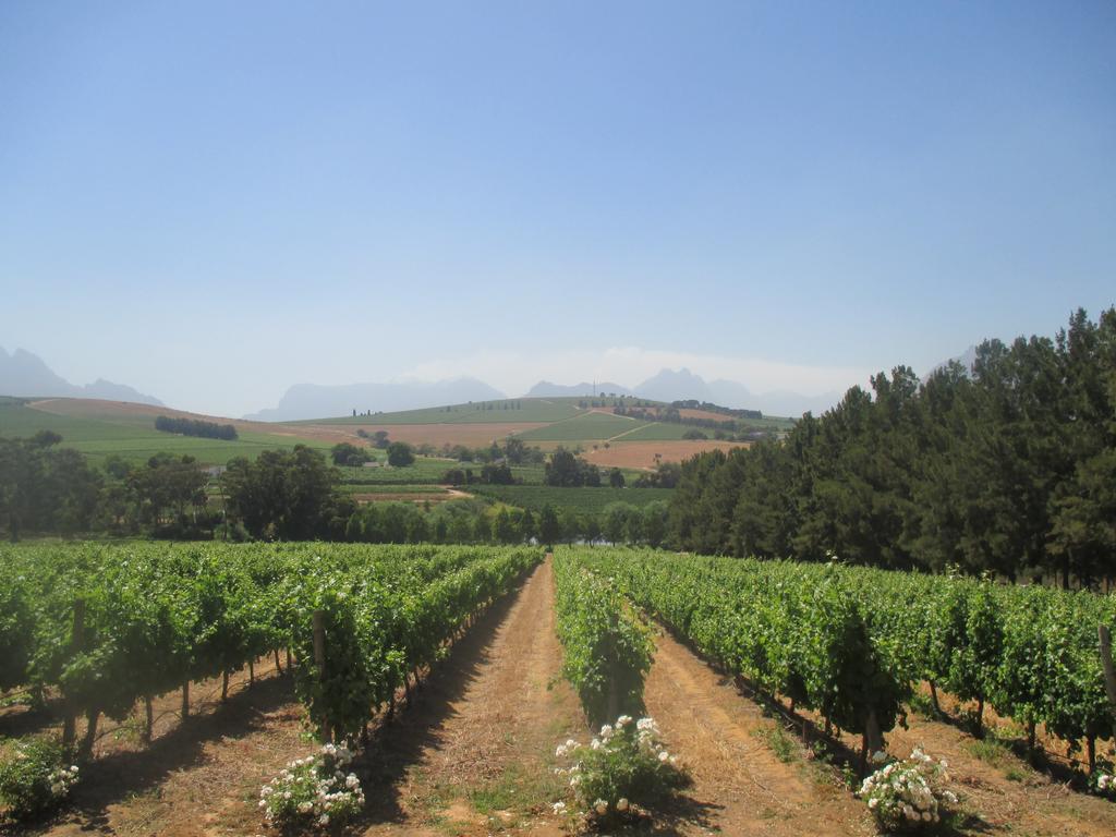 Clos Malverne Wine Estate Stellenbosch Luaran gambar